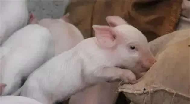 养猪场如何进行驱虫