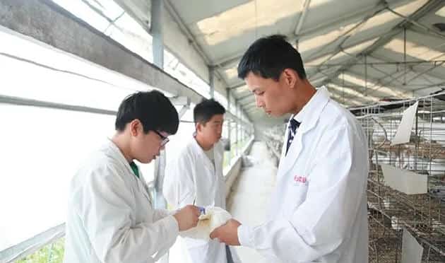 肉鸽养殖场该怎样获取并用好先进养殖技术？ | 鸽子养殖常见问题