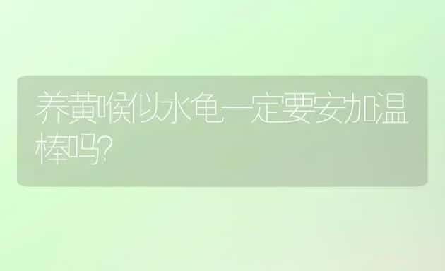 养黄喉似水龟一定要安加温棒吗？ | 动物养殖问答