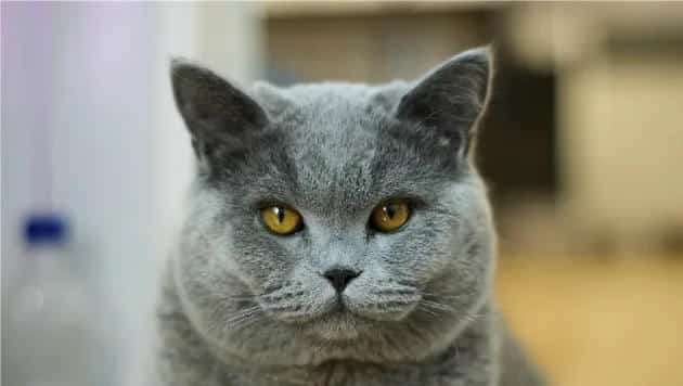 英国短毛猫如何养护？英国短毛猫护理技巧！ | 宠物猫美容护理