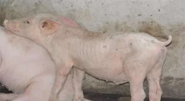 养猪场如何进行驱虫