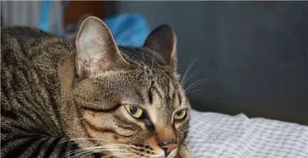【狸花猫美容有方法】狸花猫适合做哪些美容？ | 宠物猫美容护理