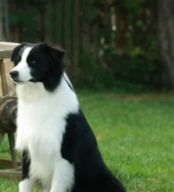 边境牧羊犬