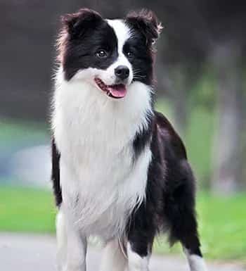 边境牧羊犬