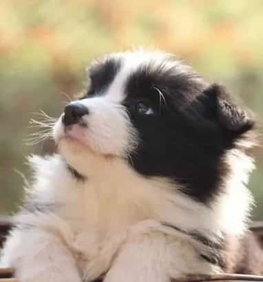 边境牧羊犬