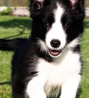 边境牧羊犬