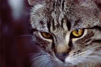 【狸花猫美容有方法】狸花猫适合做哪些美容？ | 宠物猫美容护理