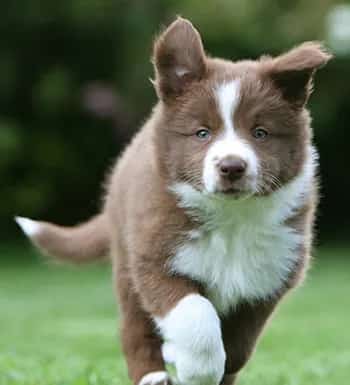 边境牧羊犬