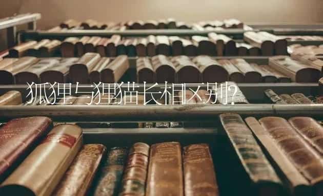 狐狸与狸猫长相区别？ | 动物养殖问答