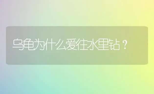 乌龟为什么爱往水里钻？ | 动物养殖问答