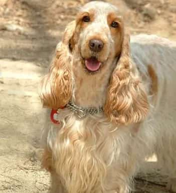 田野小猎犬