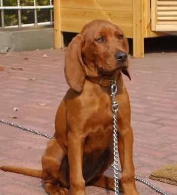 寻血猎犬