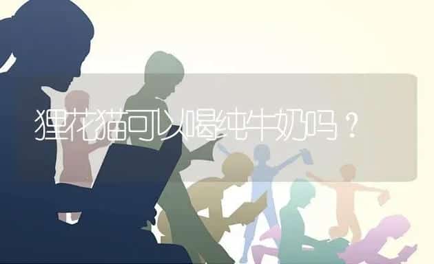 狸花猫可以喝纯牛奶吗？ | 动物养殖问答