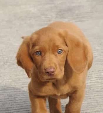 寻血猎犬