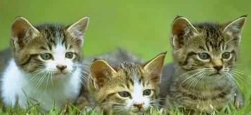 猫咪足部护理有什么妙招 | 宠物猫美容护理
