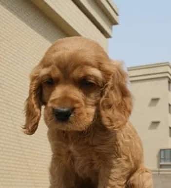 葡萄牙水犬