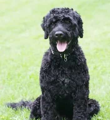 葡萄牙水犬