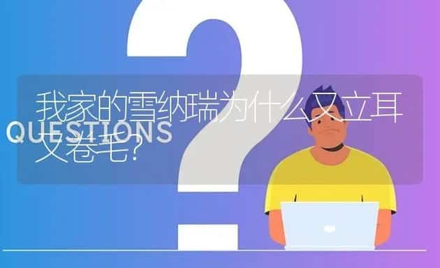 我家的雪纳瑞为什么又立耳又卷毛？ | 动物养殖问答