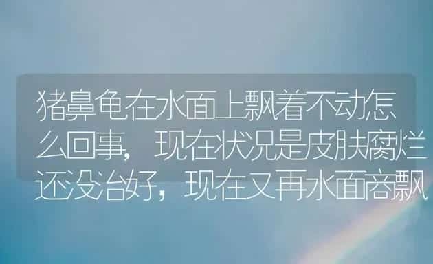 猪鼻龟在水面上飘着不动怎么回事,现在状况是皮肤腐烂还没治好，现在又再水面商飘着了，看他都快不喘气了？ | 动物养殖问答