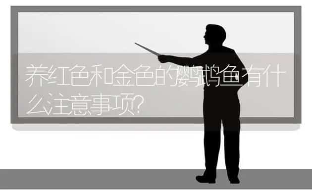 养红色和金色的鹦鹉鱼有什么注意事项？ | 动物养殖问答