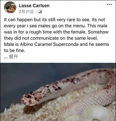 被“家暴”的小体格猪鼻蛇种公有多惨 | 宠物百科知识