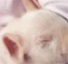 猪瘟