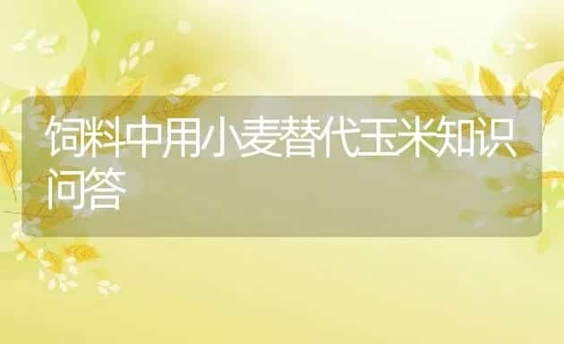 饲料中用小麦替代玉米知识问答 | 动物养殖学堂