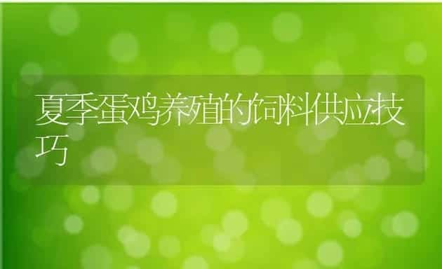 夏季蛋鸡养殖的饲料供应技巧 | 动物养殖学堂