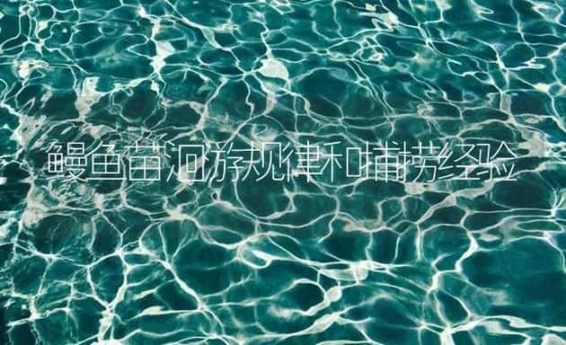 鳗鱼苗洄游规律和捕捞经验 | 海水养殖技术