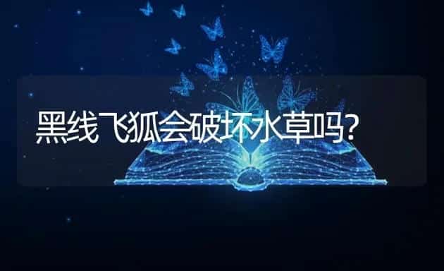 黑线飞狐会破坏水草吗？ | 鱼类宠物饲养