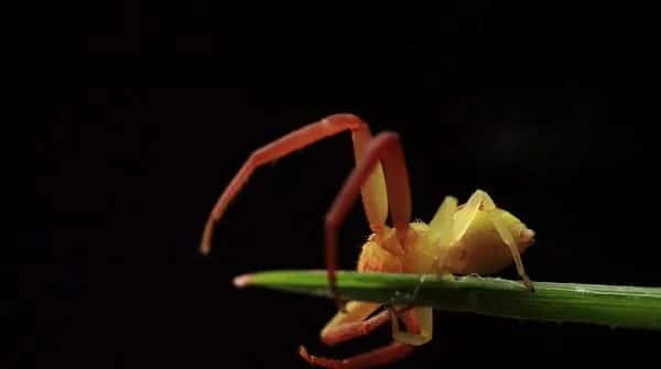 蟹蛛简单介绍及高清图片 | 宠物昆虫图片