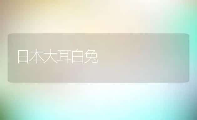 日本大耳白兔 | 动物养殖学堂