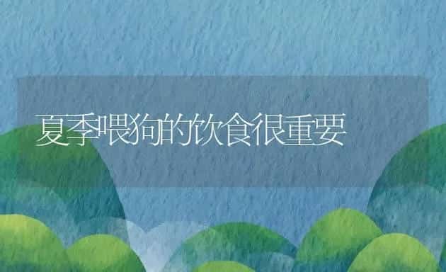 夏季喂狗的饮食很重要 | 宠物猫