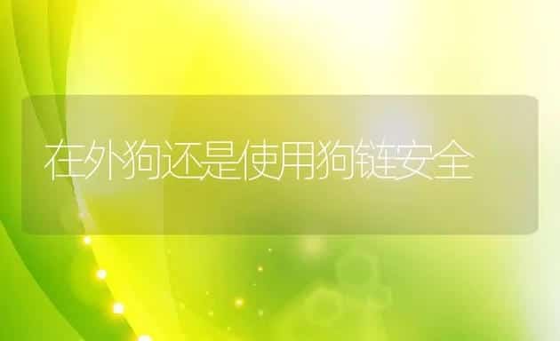 在外狗还是使用狗链安全 | 宠物猫