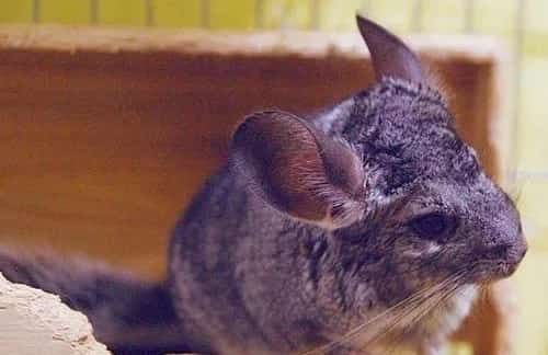 购买龙猫需要多少钱？ | 宠物龙猫饲养