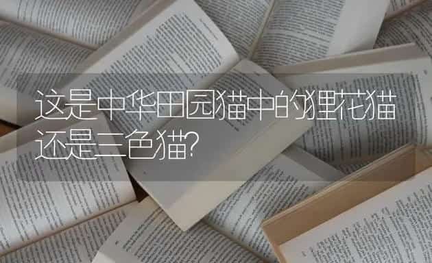 这是中华田园猫中的狸花猫还是三色猫？ | 动物养殖问答