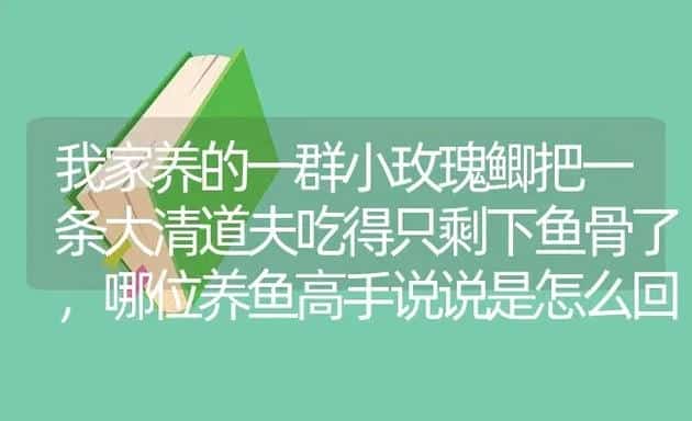 我家养的一群小玫瑰鲫把一条大清道夫吃得只剩下鱼骨了，哪位养鱼高手说说是怎么回事？ | 鱼类宠物饲养
