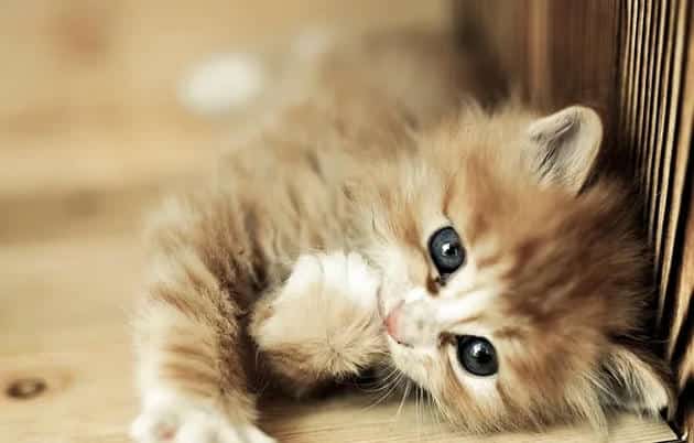 如何处理小猫身上的异味【图】 | 宠物猫美容护理