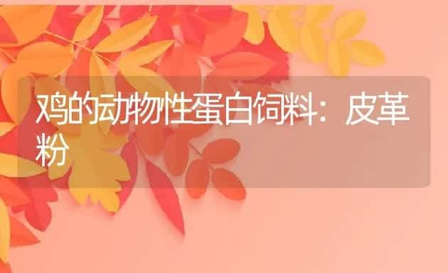 鸡的动物性蛋白饲料：皮革粉 | 动物养殖学堂