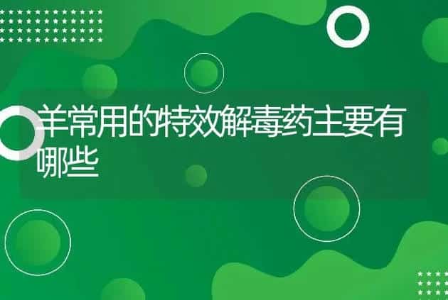 羊常用的特效解毒药主要有哪些 | 家畜养殖
