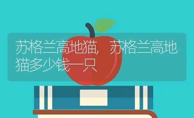苏格兰高地猫,苏格兰高地猫多少钱一只 | 宠物百科知识