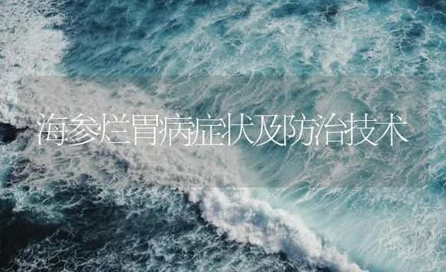 海参烂胃病症状及防治技术 | 海水养殖技术
