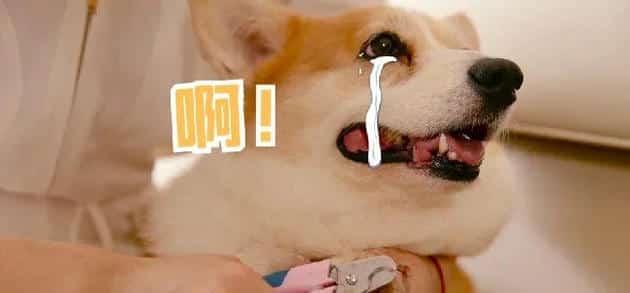 狗狗指甲过长影响健康，狗狗修剪指甲的方法铲屎官学起来！ | 宠物狗美容护理
