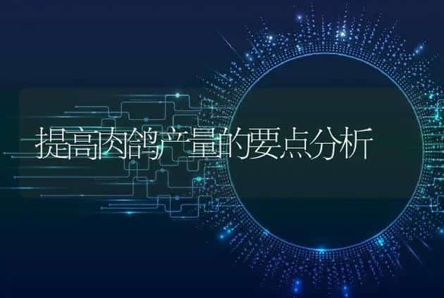 提高肉鸽产量的要点分析 | 家禽养殖