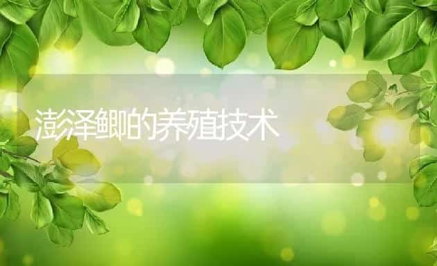 澎泽鲫的养殖技术 | 动物养殖饲料