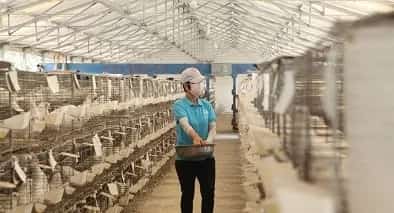 肉鸽养殖饲料怎么配制? | 鸽子养殖常见问题