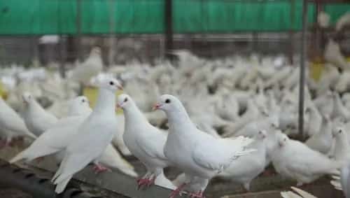 青年鸽管理技术 | 鸽子养殖技术