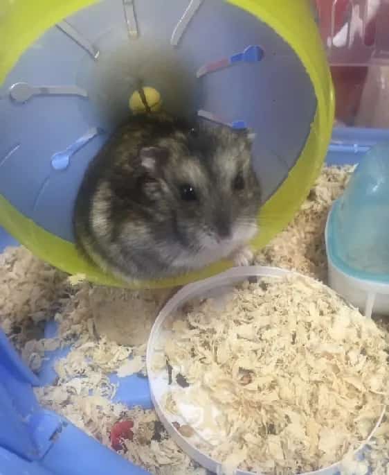 饲养小仓鼠的必备品 | 宠物仓鼠饲养