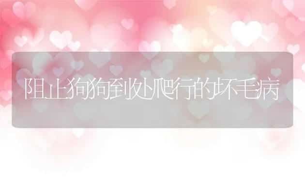 阻止狗狗到处爬行的坏毛病 | 宠物猫