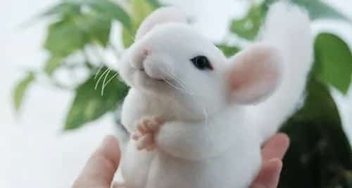 龙猫的价格在宠物鼠中算贵的吗？ | 宠物龙猫饲养